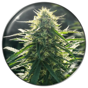 Biorelief CBD