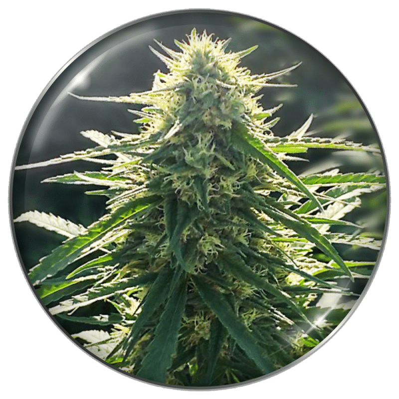 Biorelief CBD