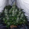 Biscotti Auto (Monkey Genetics)