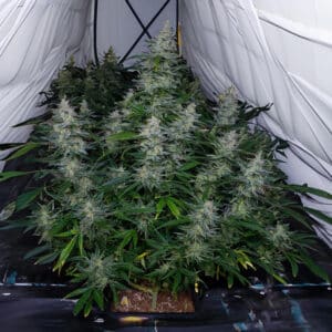 Biscotti Auto (Monkey Genetics)
