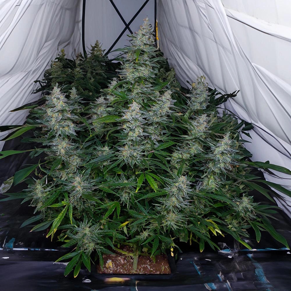 Biscotti Auto (Monkey Genetics)