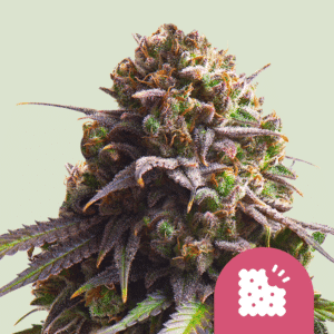 Biscotti (Royal Queen Seeds)