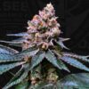 Black Apple Hitchcock 710 Special Pack