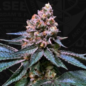 Black Apple Hitchcock 710 Special Pack