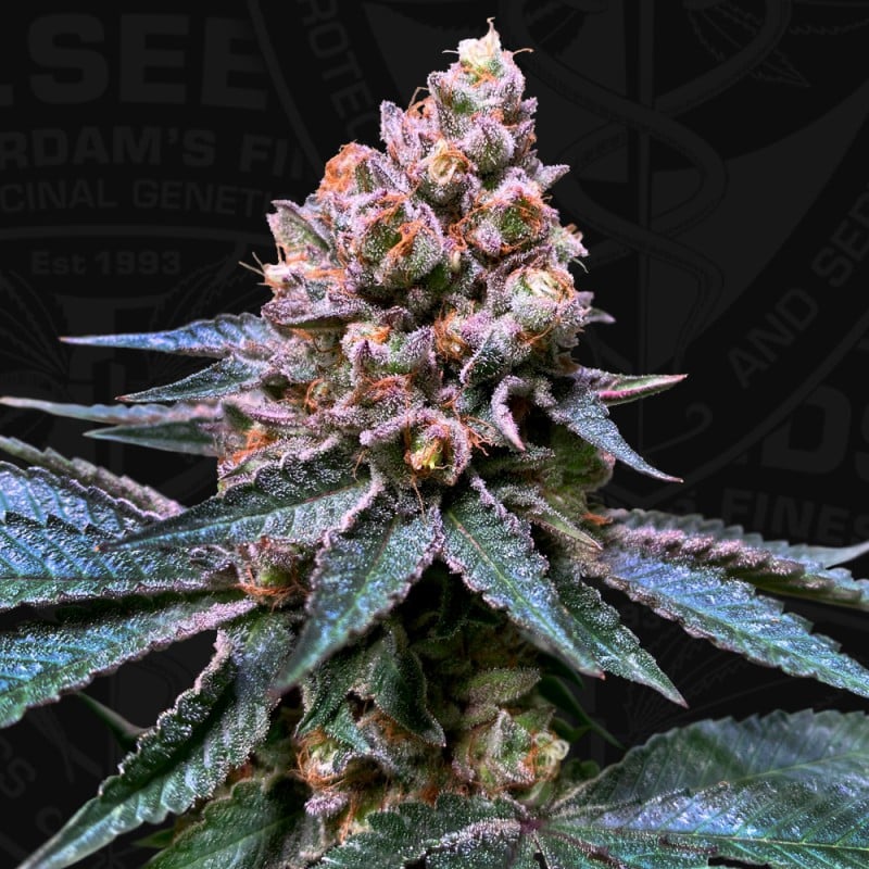 Black Apple Hitchcock 710 Special Pack