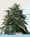 Black Beauty CBD
