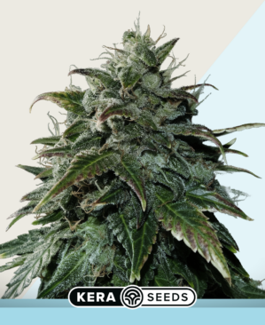 Black Beauty CBD