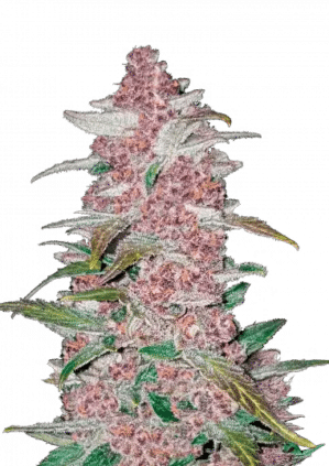 Blackberry Auto (FastBuds)