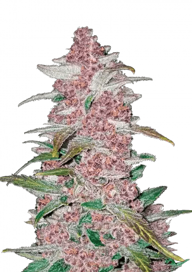 Blackberry Auto (FastBuds)