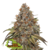 Blackberry Gum Auto