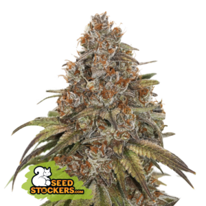 Blackberry Gum Auto