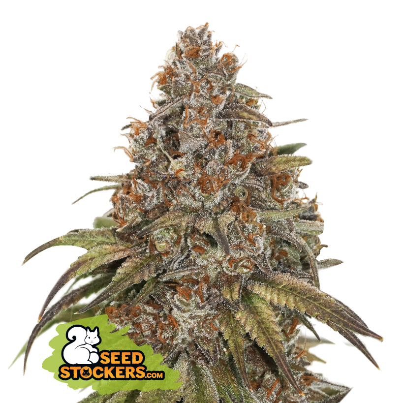 Blackberry Gum Auto