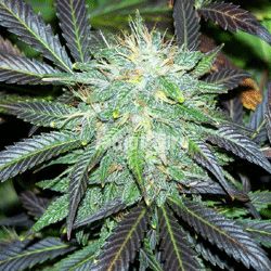 Black Buddha