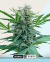 Black Diamond CBD