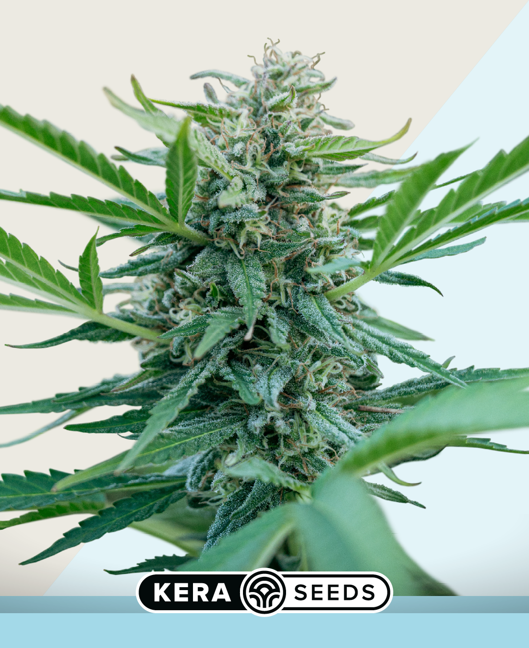 Black Diamond CBD