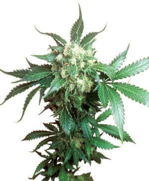 Black Domina Reg.