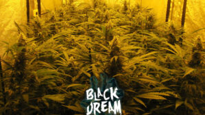 Black Dream