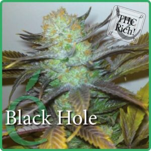 Black Hole