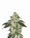 Black Jack Auto