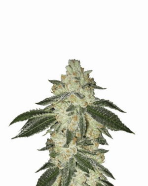 Black Jack Auto