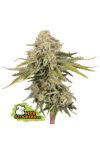 Black Rainbow Auto