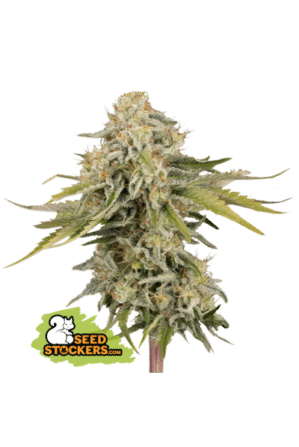Black Rainbow Auto