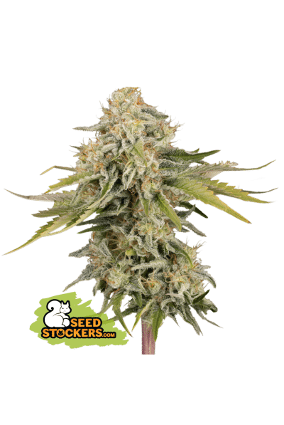 Black Rainbow Auto
