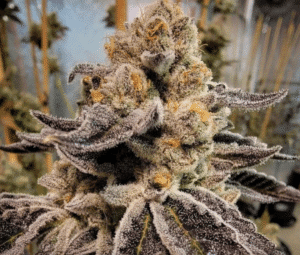Black Rainbow Sherbet