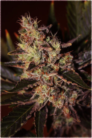 Black Russian