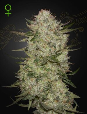 Black Toffee Auto