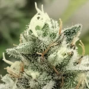 Blowrange Limited Edition