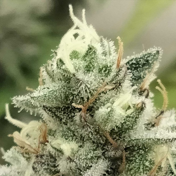 Blowrange Limited Edition