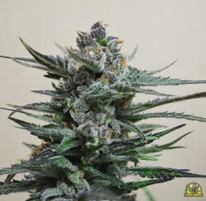 Blue Acid Auto