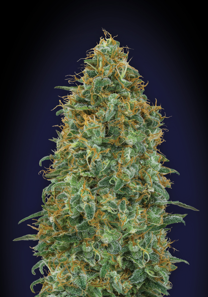 Blueberry (00 Seeds)