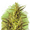 Blueberry Auto (Nirvana Seeds)