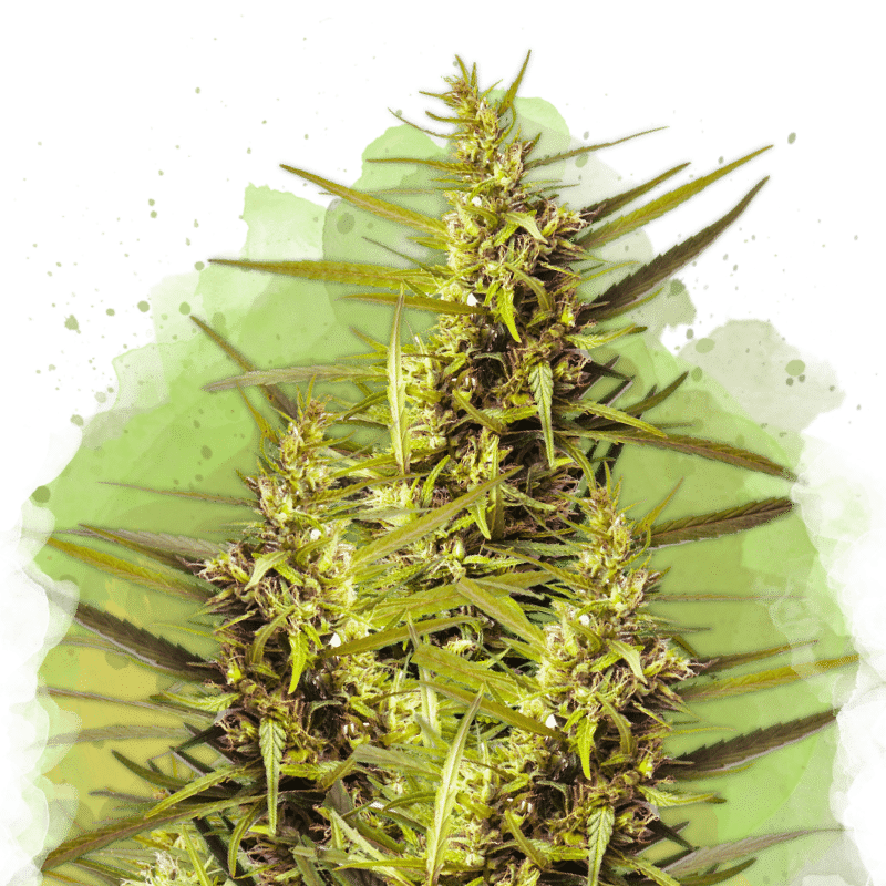 Blueberry Auto (Nirvana Seeds)