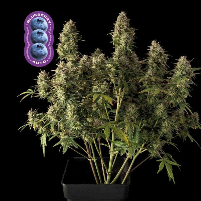 Blueberry Auto (Seedsman)