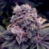 Blueberry Bud Reg.