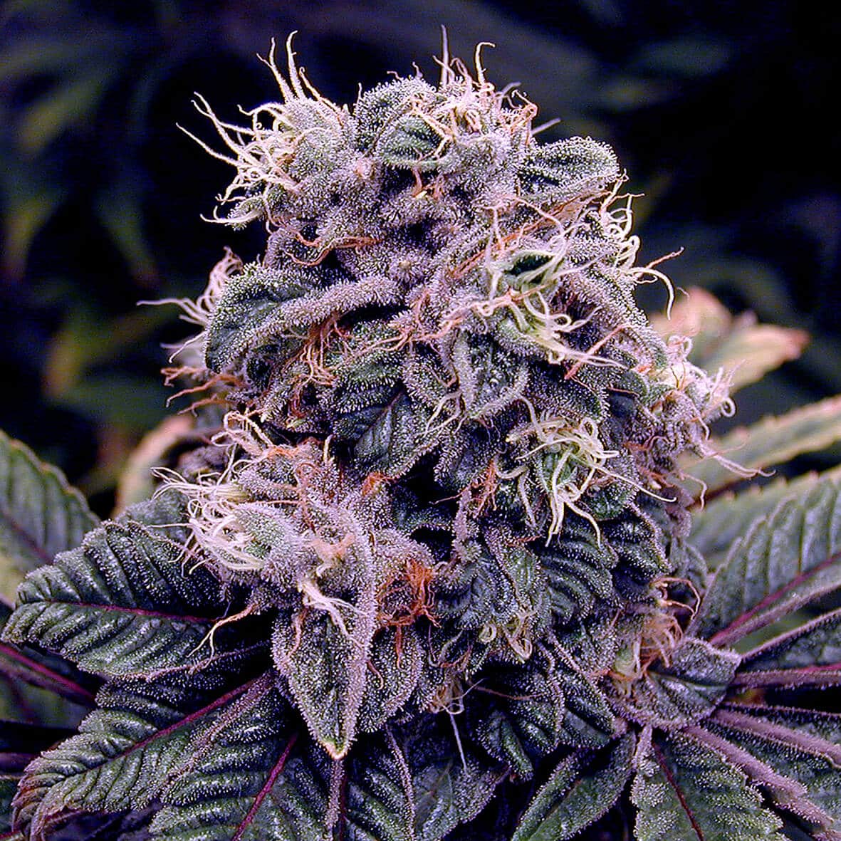 Blueberry Bud Reg.