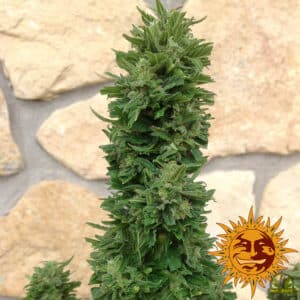Blueberry Cheese Auto (Barney´s Farm)