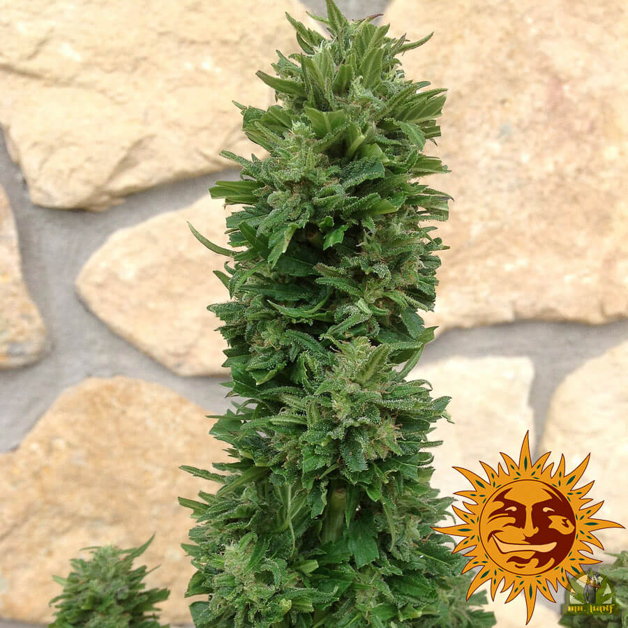 Blueberry Cheese Auto (Barney´s Farm)