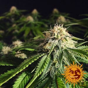 Blueberry Cheese (Barney´s Farm)