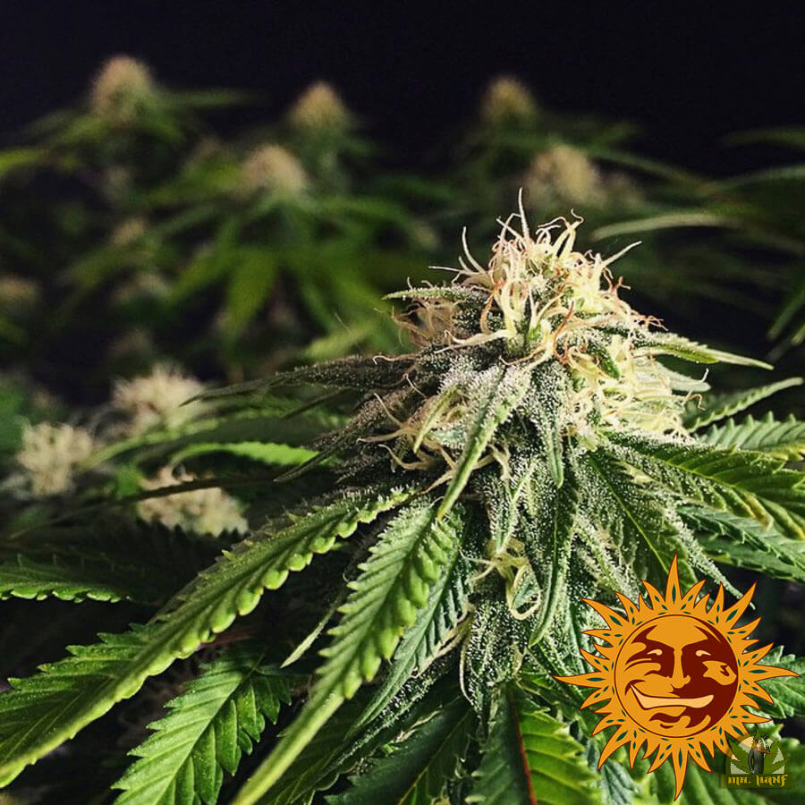 Blueberry Cheese (Barney´s Farm)