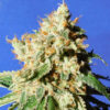 Blueberry Cookies Auto (Original Sensible Seeds)