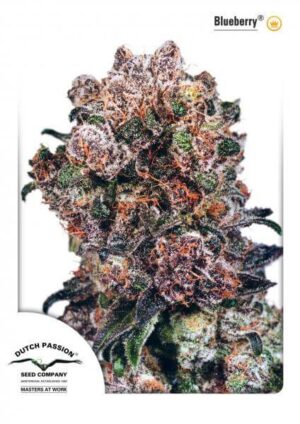 Blueberry (Dutch Passion)