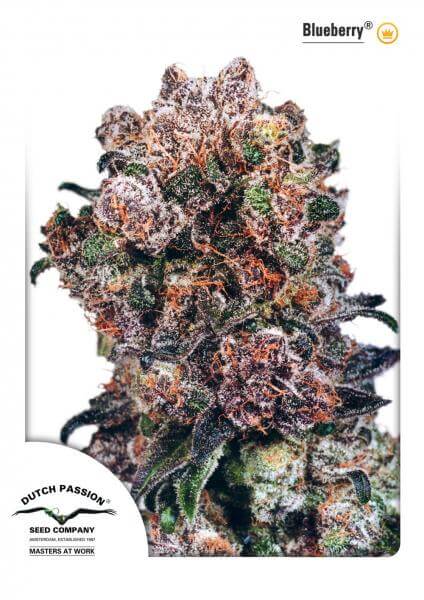Blueberry (Dutch Passion)