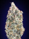 Blueberry Fast (00 Seeds)