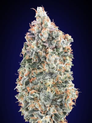Blueberry Fast (00 Seeds)