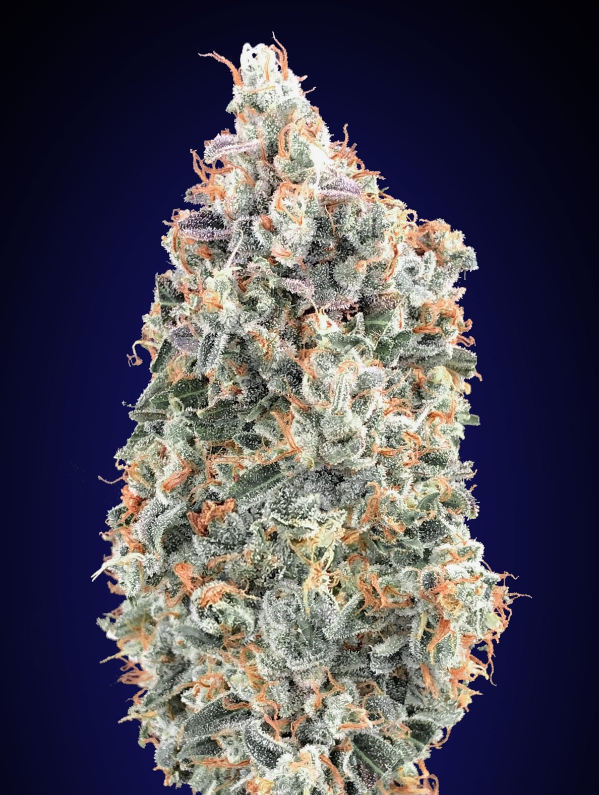 Blueberry Fast (00 Seeds)