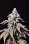 Blueberry Fudge